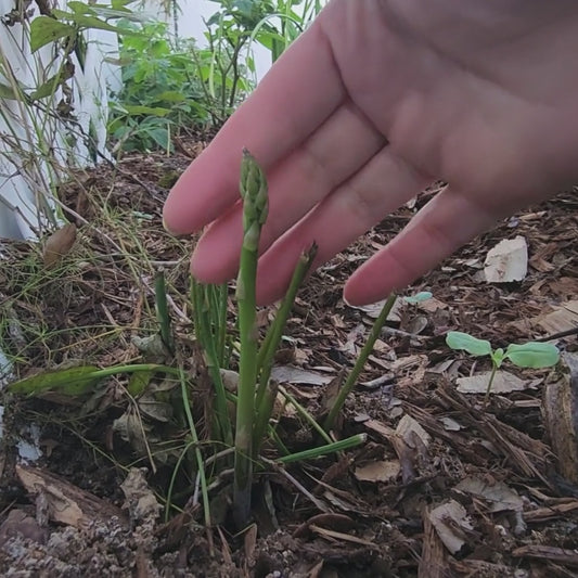 UC 157 Asparagus Vegetable Seeds