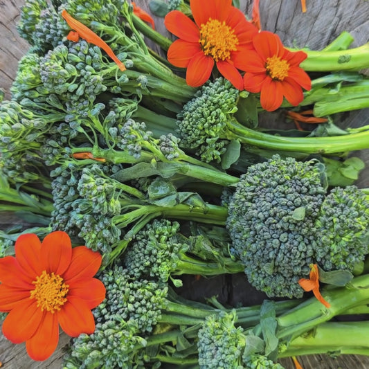 Broccoli Raab aka Rapini Seeds