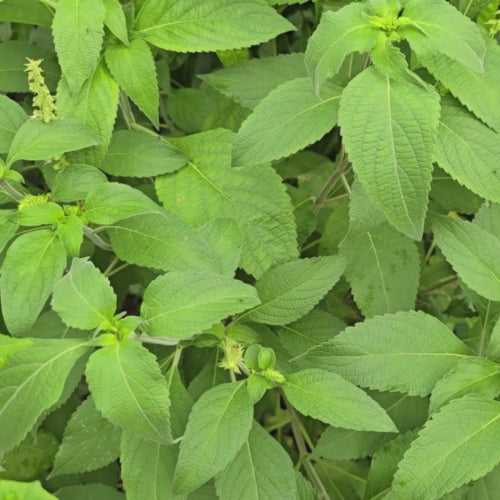 Green Holy Basil aka Rama Tulsi Seeds