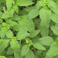 Green Holy Basil aka Rama Tulsi Seeds