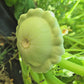 Bennings Green Tint Patty Pan Squash Seeds