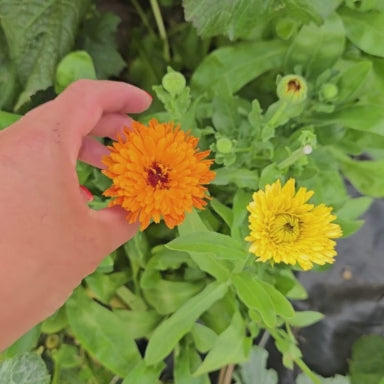 Pacific Beauty Calendula Seeds