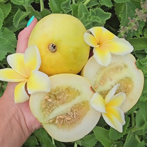 Japanese New Melon Seeds