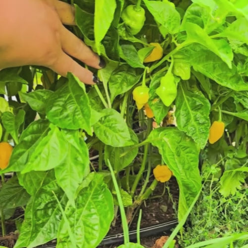 Trinidad Perfume Tropical Hot Pepper Seeds