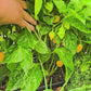 Trinidad Perfume Tropical Mild Hot Pepper Seeds