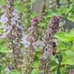 African Blue Basil LIVE Plant