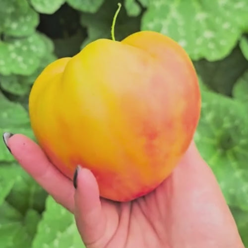 Midnight Sun XL Bicolor Heart Shape Tomato Seeds