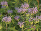 Wild Bergamot Flower Seeds
