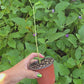 Shampoo Ginger Sprouted LIVE Plant - 4 inch pot