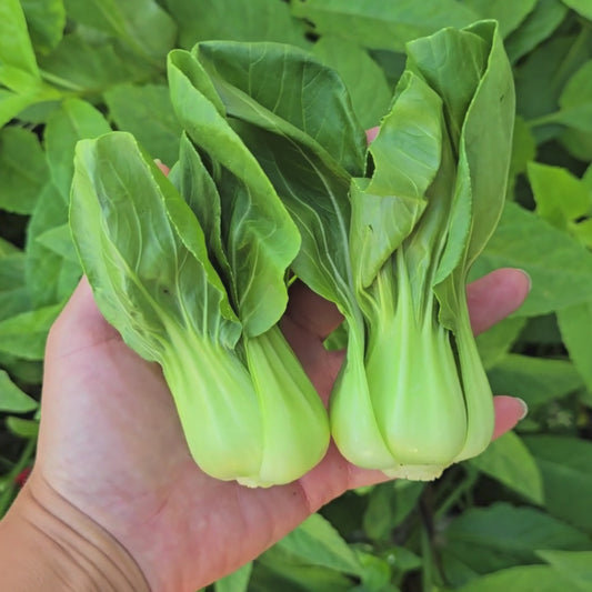 Shanghai Green Bok Choy Seeds