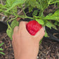 Criolla de Cocina Sweet Pepper Seeds