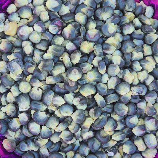 Blue Hopi Flour or Flint Corn Seeds
