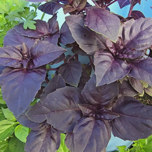 Red Rubin Hybrid Sweet Purple Basil Seeds