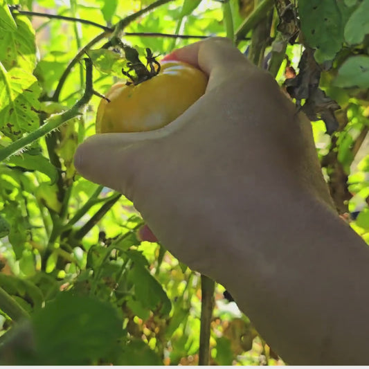Yellow Genovese Rare Tomato Seeds