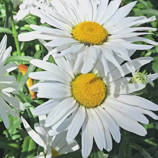 Alaska Shasta Daisy Flower Seeds