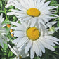 Alaska Shasta Daisy Flower Seeds