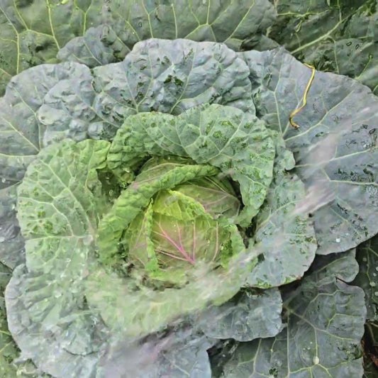 Purple Savoy Cabbage Seeds