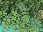 Greek Oregano Herb Garden Seeds