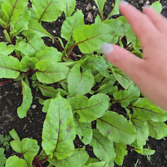 Detroit Dark Red Beet Seeds
