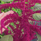 Red Garnet Amaranth Seeds