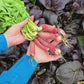 French Breakfast Radish Seeds
