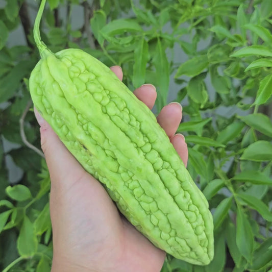 Green Bitter Melon Gourd Ku Gua Vegetable Seeds