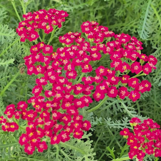 Red Yarrow (Achillea) Flower Seeds