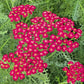 Red Yarrow (Achillea) Flower Seeds