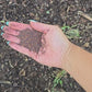 Caliente Rojo Mustard Blend Cover Crop Seeds