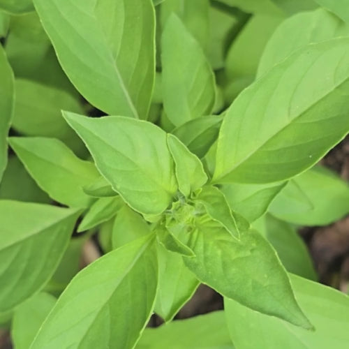 Lemon Basil Seeds