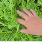 Green Mizuna Leafy Green Seeds