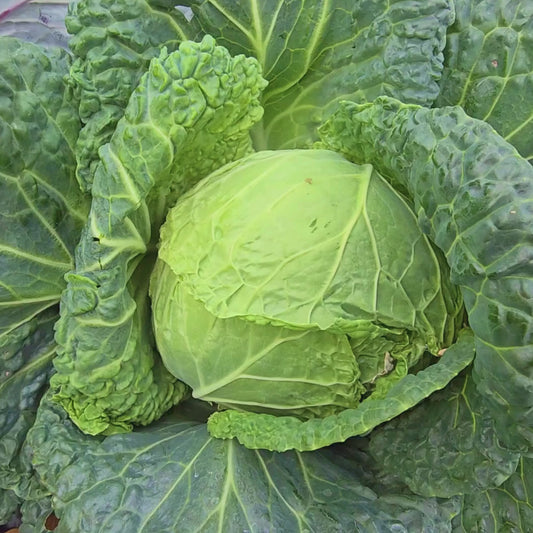 Savoy Perfection Cabbage Seeds