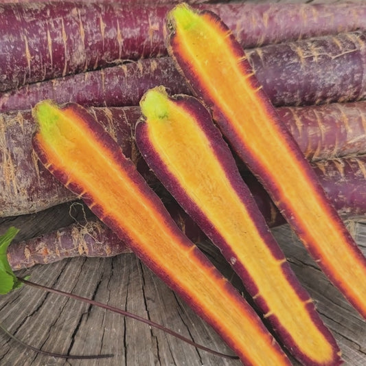 Purple Haze F1 Hybrid Purple Carrot Seeds
