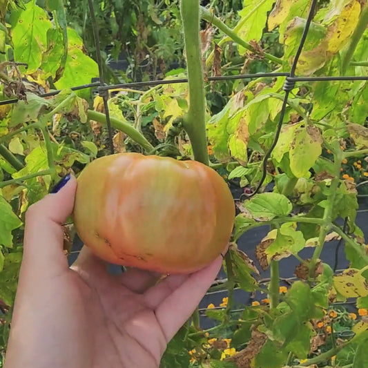 Neves Azorean Red Beefsteak Tomato Seeds