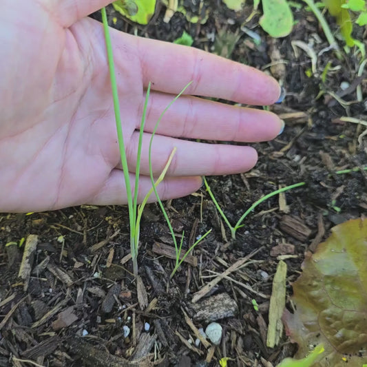 Red Beard Bunching Onion Seeds