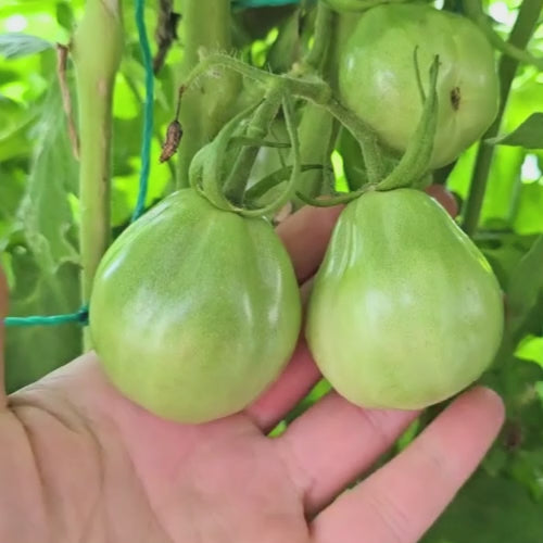 Cuore Antico di Ravenna Italian Heirloom Tomato Seeds