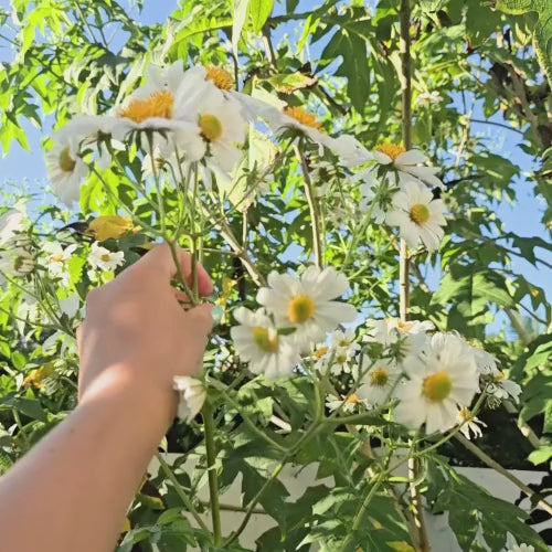 Chocolate-Scented Tree Daisy LIVE Plant