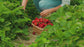 Jewel Strawberry Bare Root Plants (Bundle of 20)