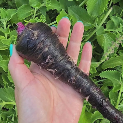 Black Nebula Carrot Seeds