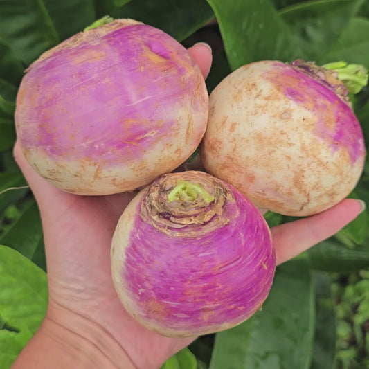 Purple Top White Globe Turnip Seeds