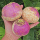 Purple Top White Globe Turnip Seeds