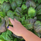 Osaka Purple Mustard Green Seeds