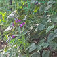 Purple Hyacinth Bean Seeds