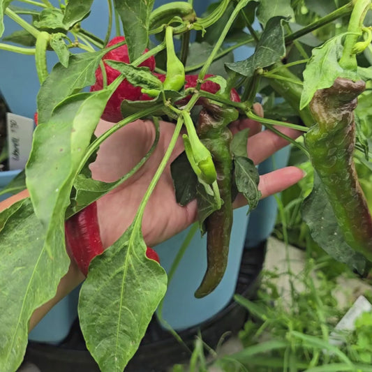 Jimmy Nardello Italian Sweet Pepper Seeds