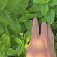 Lemon Balm Mint Herb Seeds