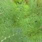 Mammoth Dill Herb Seeds
