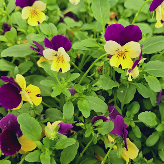 Helen Mount Johnny Jump Up Flower Seeds
