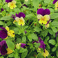 Helen Mount Johnny Jump Up Flower Seeds