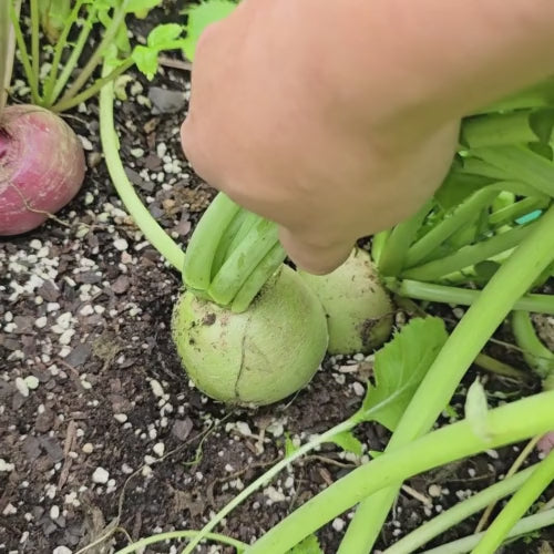 Watermelon Radish Seeds