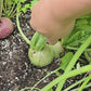 Watermelon Radish Seeds